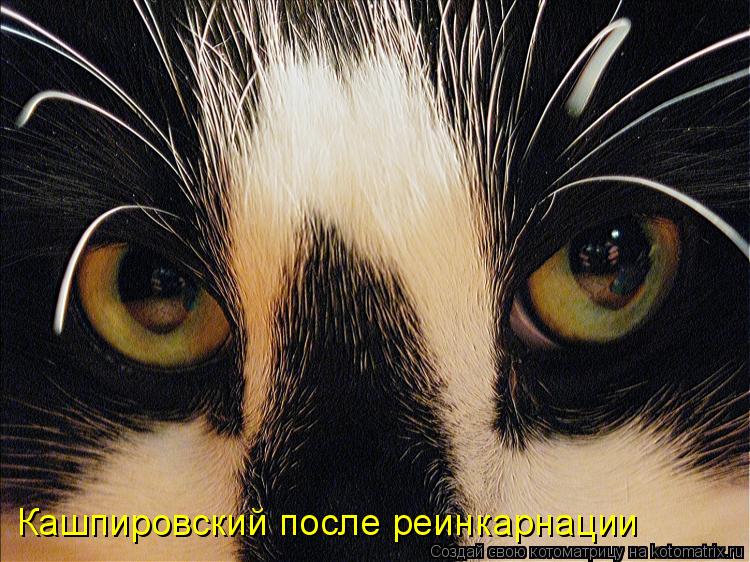 Котоматрица: Кашпировский после реинкарнации