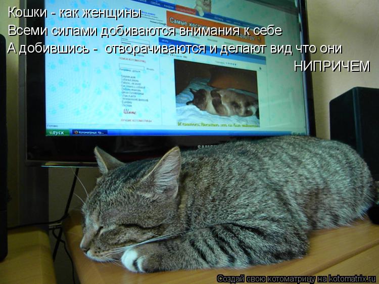 Котоматрица: Кошки - как женщины Всеми силами добиваются внимания к себе А добившись -  отворачиваются и делают вид что они НИПРИЧЕМ