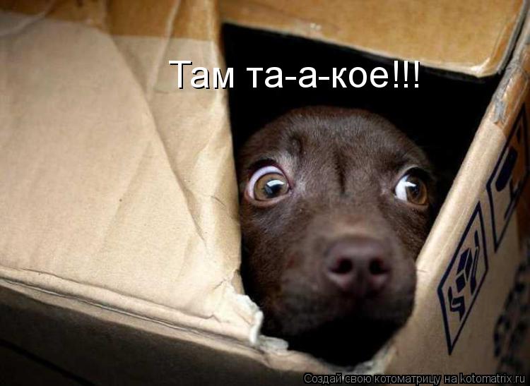 Котоматрица: Там та-а-кое!!!