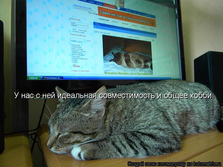 Котоматрица: У нас с ней идеальная совместимость и общее хобби