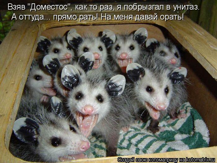 Котоматрица: Взяв "Доместос", как то раз, я побрызгал в унитаз. А оттуда... прямо рать! На меня давай орать!