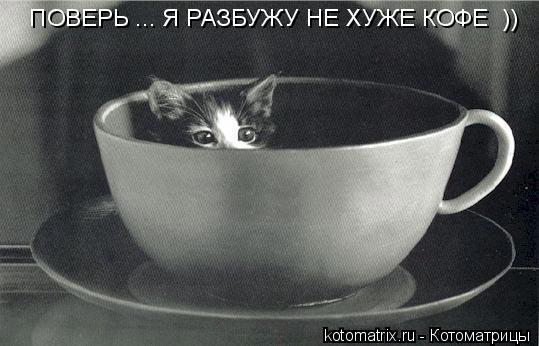 Котоматрица: ПОВЕРЬ ... Я РАЗБУЖУ НЕ ХУЖЕ КОФЕ  ))