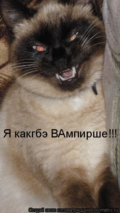 Котоматрица: Я какгбэ ВАмпирше!!!