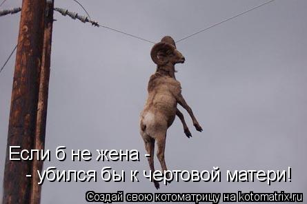Котоматрица: - убился бы к чертовой матери! Если б не жена -