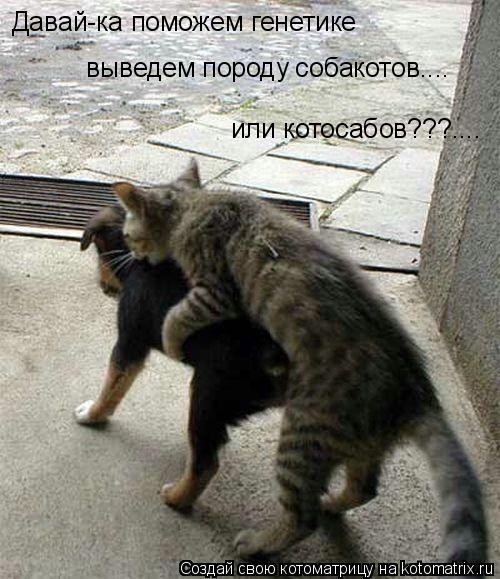 Котоматрица: Давай-ка поможем генетике выведем породу собакотов.... или котосабов???....