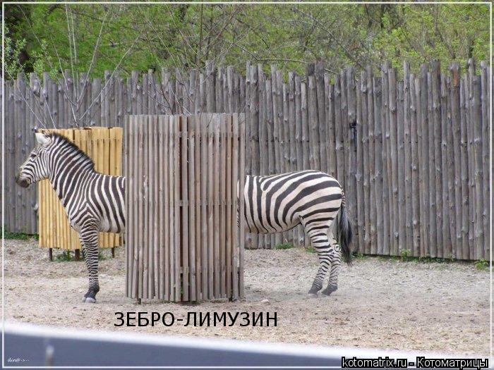Котоматрица: ЗЕБРО-ЛИМУЗИН
