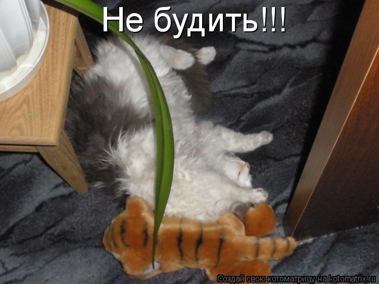 Котоматрица: Не будить!!!