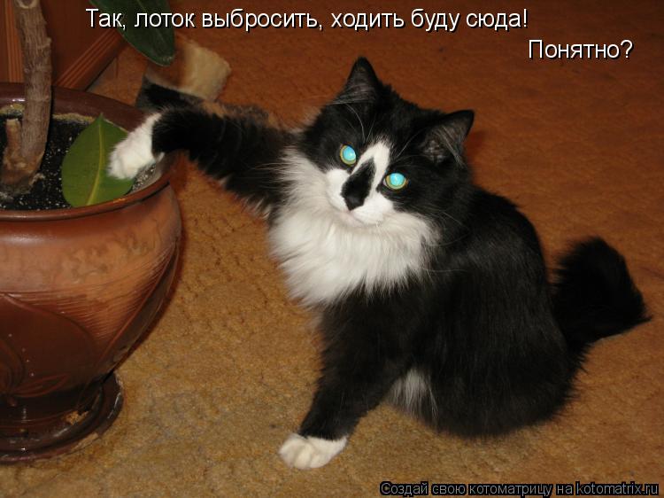 Так, лоток выбросить, ходить буду сюда! Понятно?... Котоматрица: Так, лоток выбросить, ходить буду сюда! Понятно?