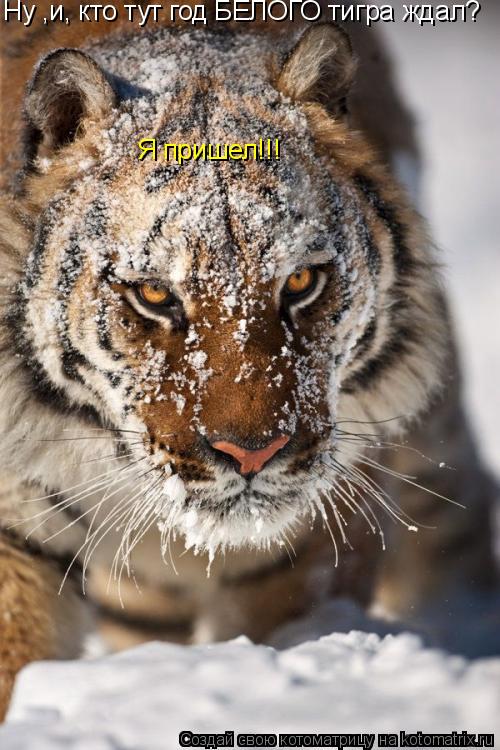 Котоматрица: Ну ,и, кто тут год БЕЛОГО тигра ждал? Я пришел!!!