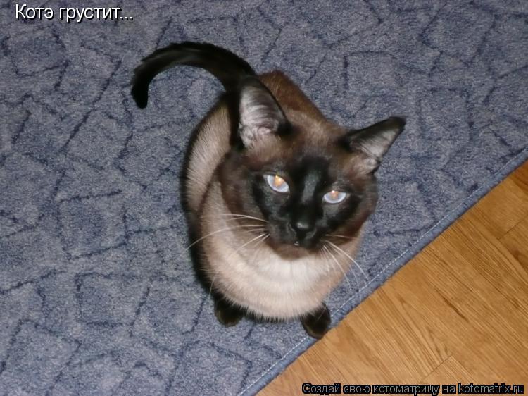 Котоматрица: Котэ грустит...