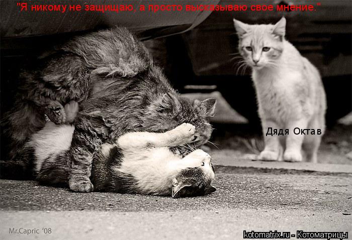 Котоматрица: "Я никому не защищаю, а просто высказываю свое мнение."  Дядя Октав