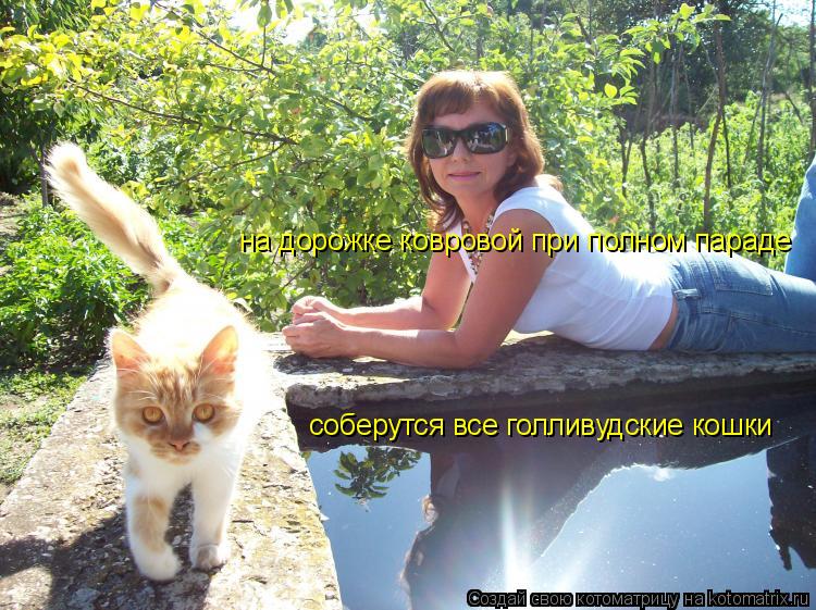 Котоматрица: на дорожке ковровой при полном параде соберутся все голливудские кошки