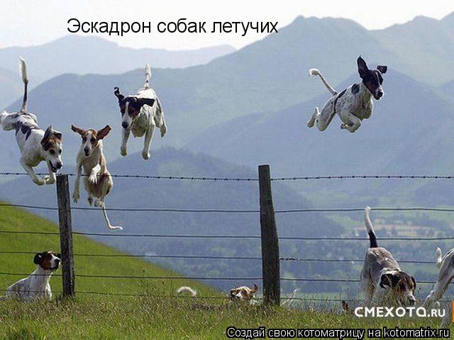 Котоматрица: Эскадрон собак летучих