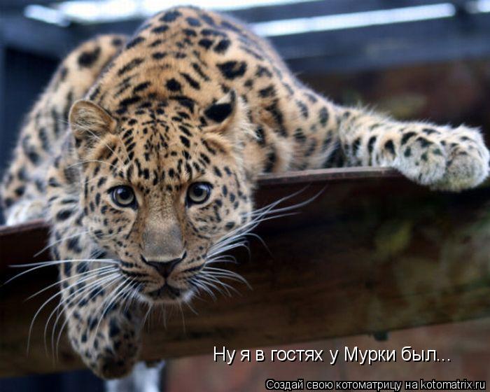 Котоматрица: Ну я в гостях у Мурки был...