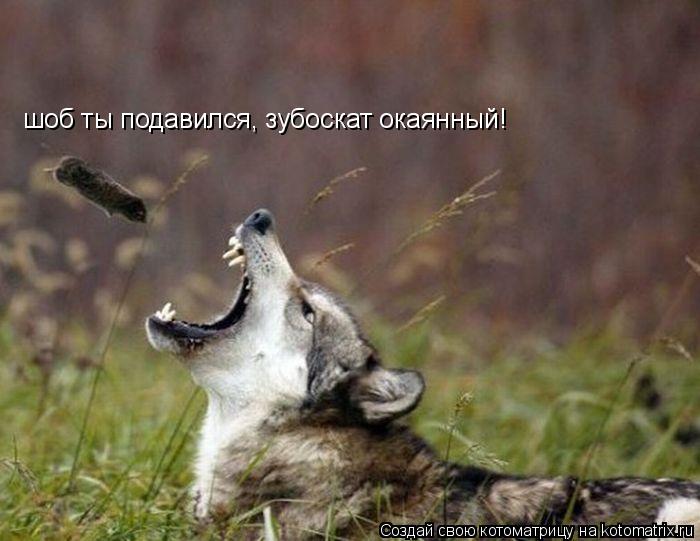 Котоматрица: шоб ты подавился, зубоскат окаянный!