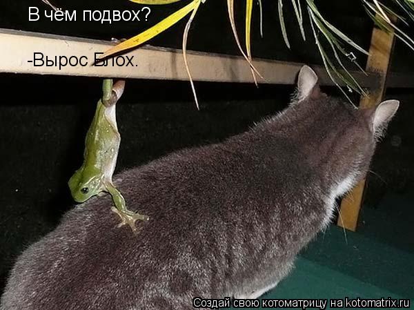 Котоматрица: В чём подвох? -Вырос Блох.