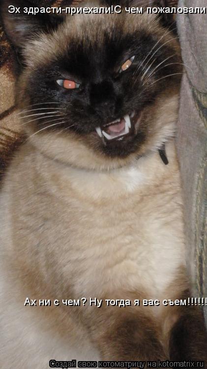 Котоматрица: Эх здрасти-приехали!С чем пожаловали? Ах ни с чем? Ну тогда я вас съем!!!!!!!