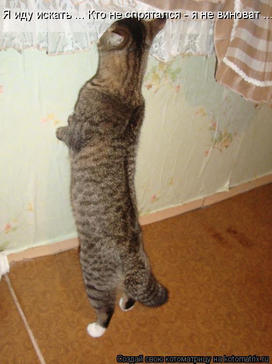 Котоматрица: Я иду искать ... Кто не спрятался - я не виноват ...