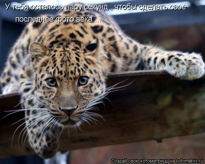 Котоматрица: У тебя осталось пару секунд , чтобы сделать своё последнее фото века ...