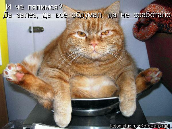 Котоматрица: И  чё  пялимся? Да  залез,  да  всё  обдумал,  да  не  сработало.