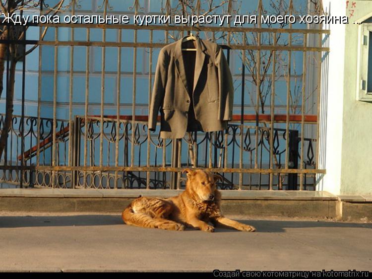 Котоматрица: Жду пока остальные куртки вырастут для моего хозяина ...