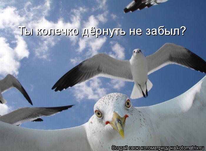 Ты колечко дёрнуть не забыл?... Котоматрица: Ты колечко дёрнуть не забыл?