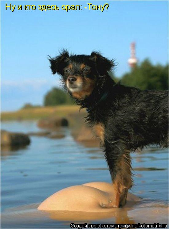 Котоматрица: Ну и кто здесь орал: -Тону?