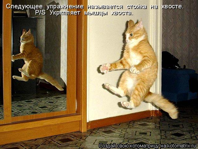 Котоматрица: Следующее  упражнение  называется  стойка  на  хвосте. P/S  Укркпляет  мышцы  хвоста.