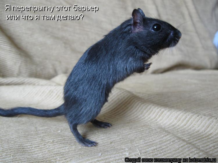 Котоматрица: Я перепрыгну этот барьер или что я там делаю или что я там делаю?