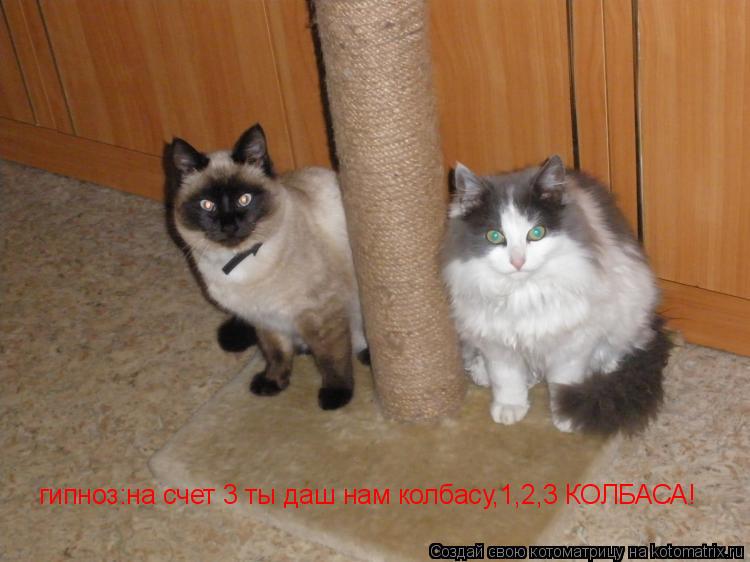 Котоматрица: гипноз:на счет 3 ты даш нам колбасу,1,2,3 КОЛБАСА!
