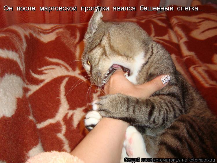 Котоматрица: Он  после  мартовской  прогулки  явился  бешенный  слегка...