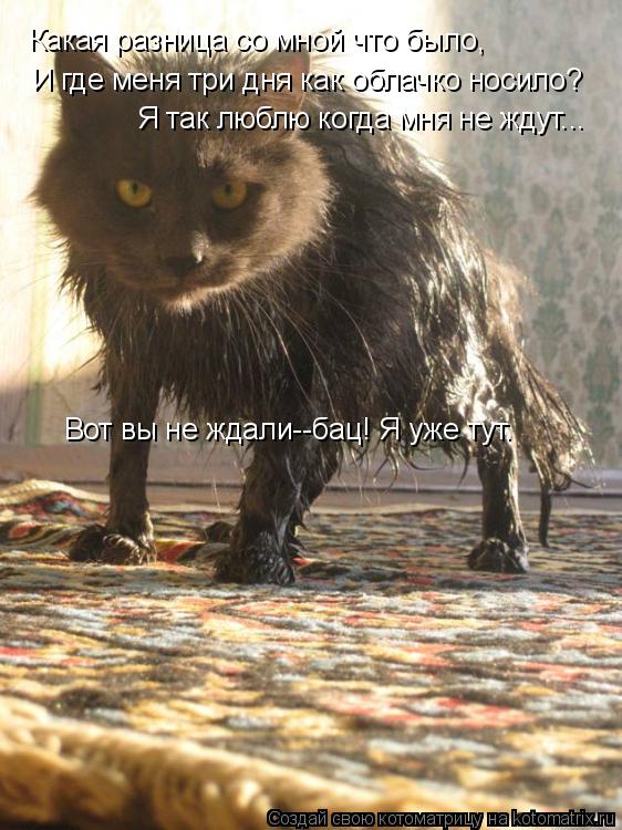 Котоматрица: Какая разница со мной что было, И где меня три дня как облачко носило? Я так люблю когда мня не ждут... Вот вы не ждали--бац! Я уже тут.