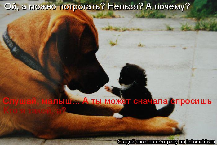 Котоматрица: Ой, а можно потрогать? Нельзя? А почему? Слушай, малыш... А ты может сначала спросишь Кто я такой, а?