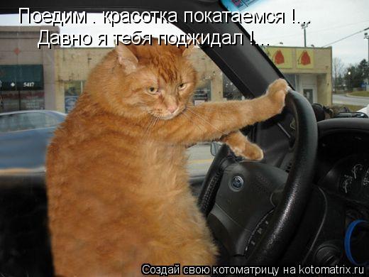 Котоматрица: Поедим . красотка покатаемся !... Давно я тебя поджидал !...