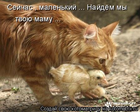 Котоматрица: Сейчас , маленький ... Найдём мы  твою маму ...