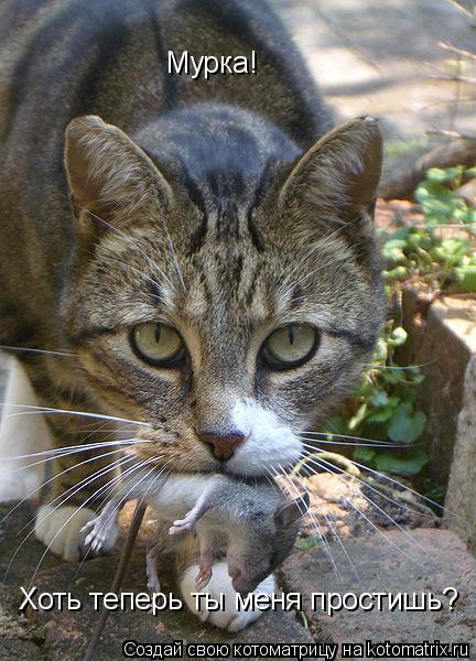 Котоматрица: Мурка!  Хоть теперь ты меня простишь?