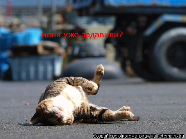Котоматрица: меня уже задавили?