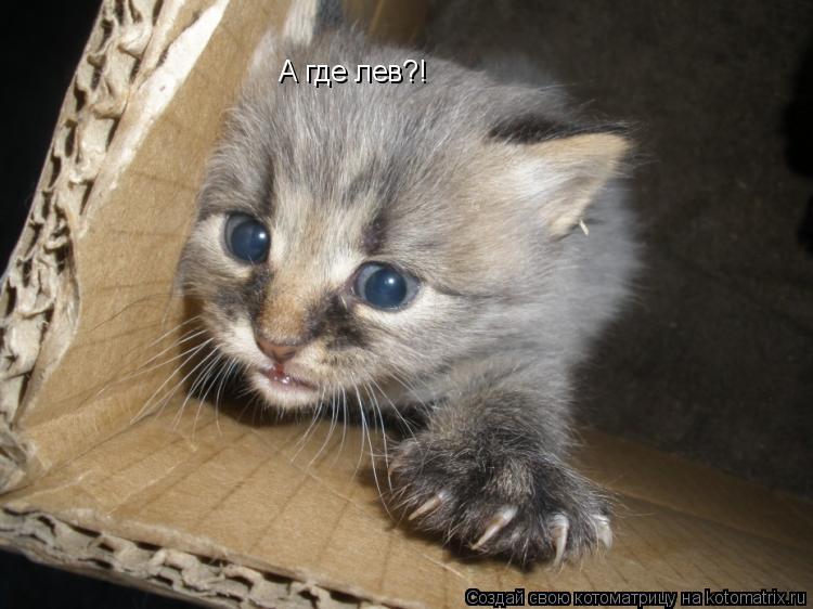 Котоматрица: А где лев?!