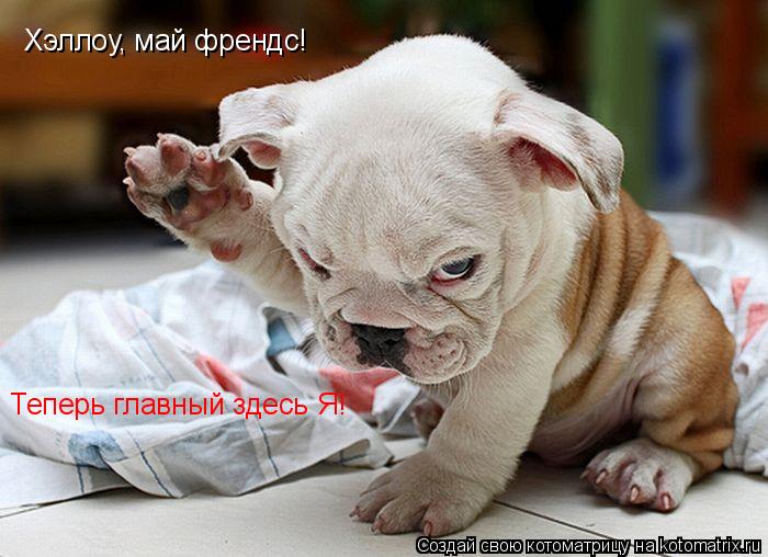 Котоматрица: Хэллоу, май френдс!  Теперь главный здесь Я!