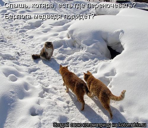 Котоматрица: Слышь, котяра, есть где переночевать? Берлога медведя подйдёт?