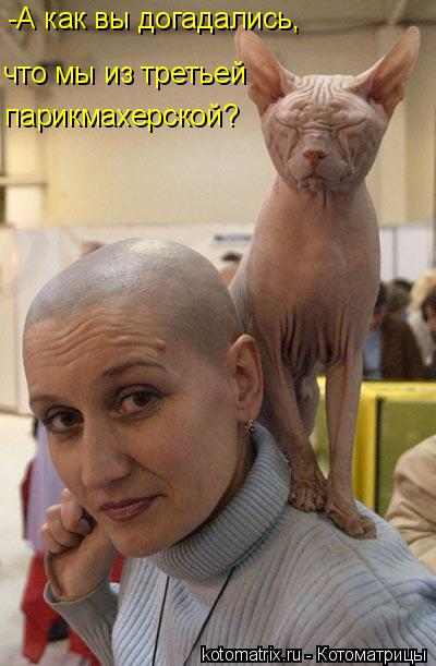 Котоматрица: -А как вы догадались,  что мы из третьей парикмахерской?
