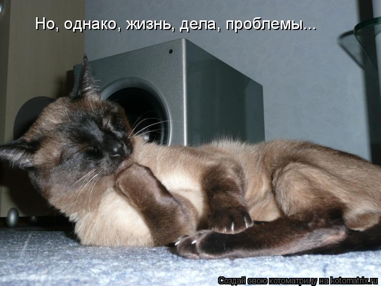 Котоматрица: Но, однако, жизнь, дела, проблемы...