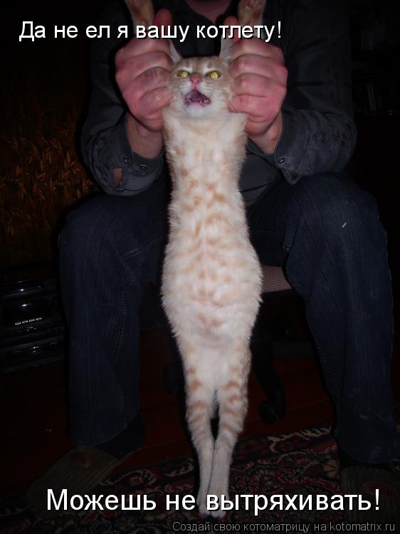 Котоматрица: Да не ел я вашу котлету! Можешь не вытряхивать!