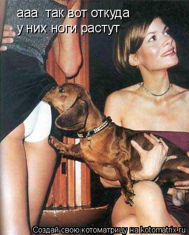 Котоматрица: ааа  так вот откуда у них ноги растут