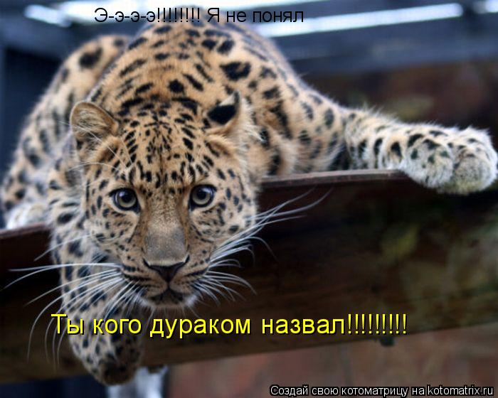 Котоматрица: Э-э-э-э!!!!!!!! Я не понял Ты кого дураком назвал!!!!!!!!!