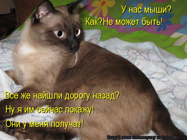 Котоматрица: У нас мыши? Как?Не может быть! Все же найшли дорогу назад? Ну я им сейчас покажу! Они у меня получат!
