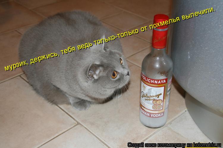Котоматрица: мурзик, держись, тебя ведь только-только от похмелья вылечили.