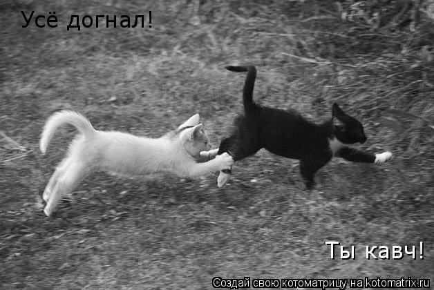 Котоматрица: Усё догнал! Ты кавч!