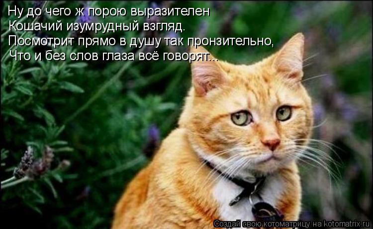 Котоматрица: Ну до чего ж порою выразителен Кошачий изумрудный взгляд. Посмотрит прямо в душу так пронзительно, Что и без слов глаза всё говорят...