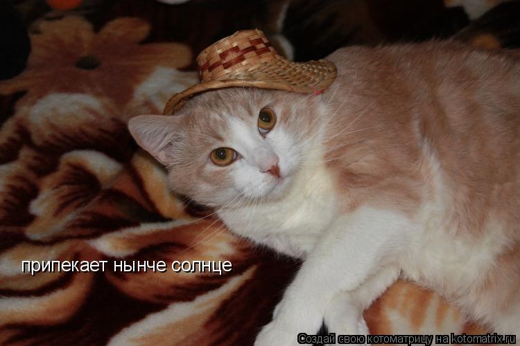 Котоматрица: припекает нынче солнце